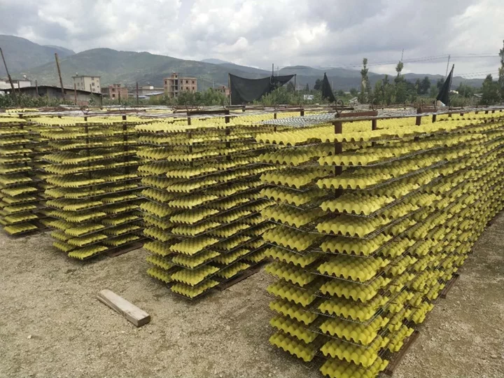 egg tray production line