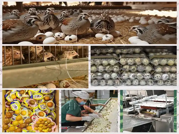 Application scenarios of quail egg tray machine