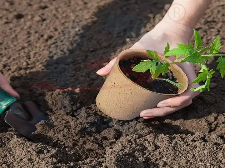 Round seedling tray
