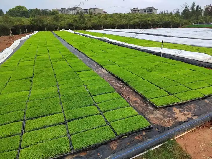 Seedling trays for rice cultivation