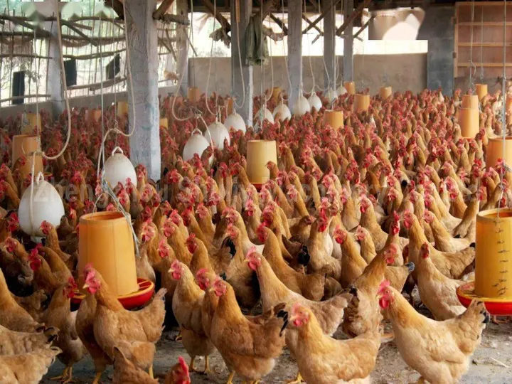 Poultry farm