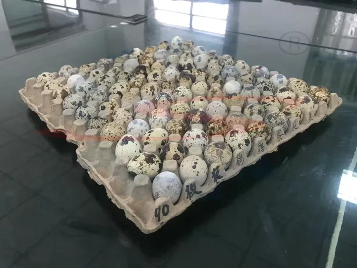 Quail egg tray