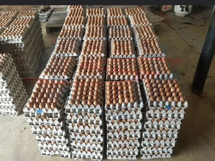 Loaded egg tray with eggs 02
